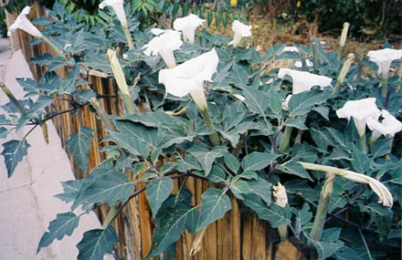 datura